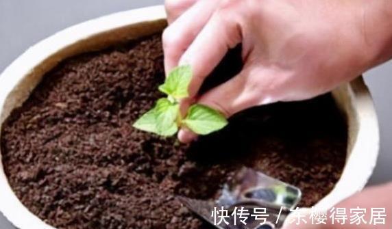 修剪|喜欢养花，先戒掉7个坏习惯，不然啥花也养不好，你占了几个？