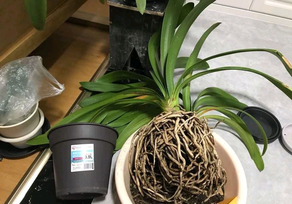 这样养“君子兰”,叶子更多更大更油绿,花朵红似火