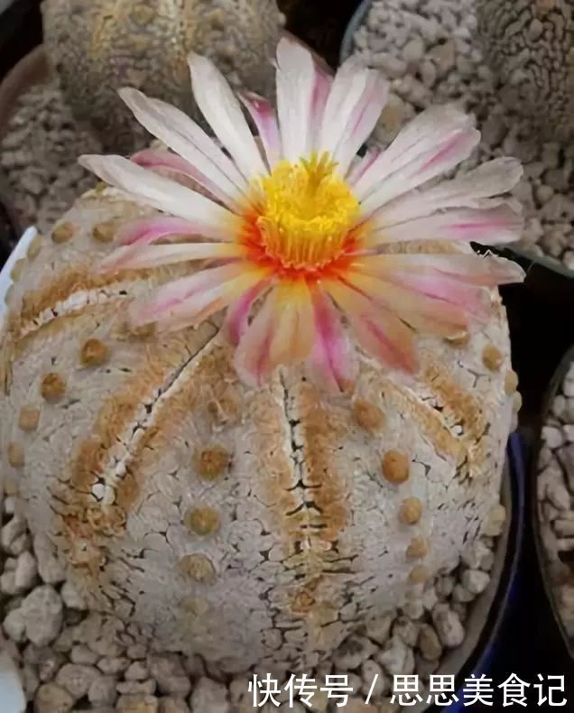 第一次见这么美的仙人掌花！大开眼界！