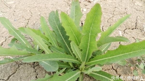 这9种野菜赶紧收好了！在农村随处可见，每一种都是治病良药