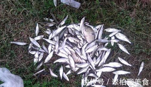 野钓绝杀饵料:鸡蛋的多种用法,别看饵料简单,效果可不一般!