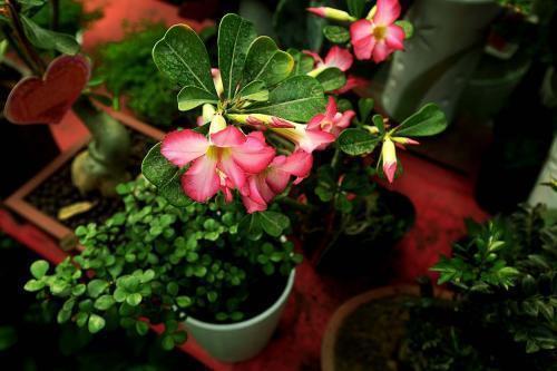 沙漠玫瑰到了花期,怎么尽快开花首先这几点要做好