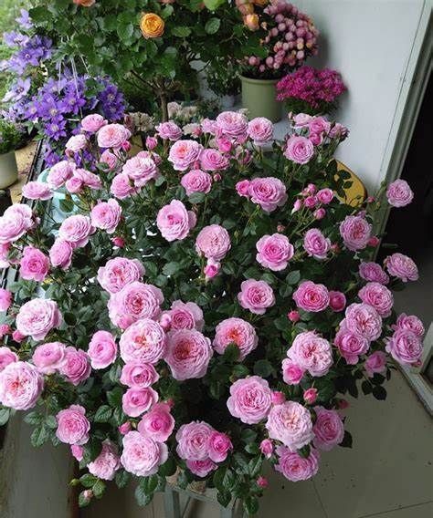 抗病性|养花试试这几款,花型精致花很频繁非常美丽