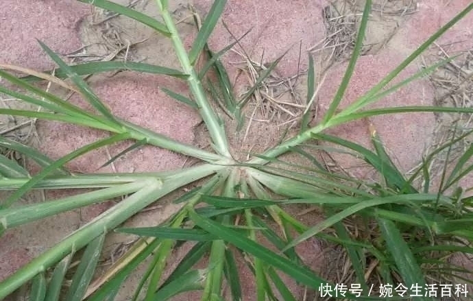 农村|农村常见的野草,农民当它是杂草,殊不知药用价值极高,一斤20元