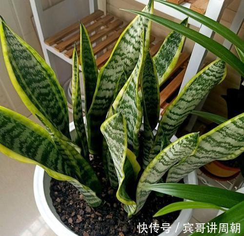 一个月|特别耐旱的5种花，一个月不浇水，照样能生长，呼呼长满盆