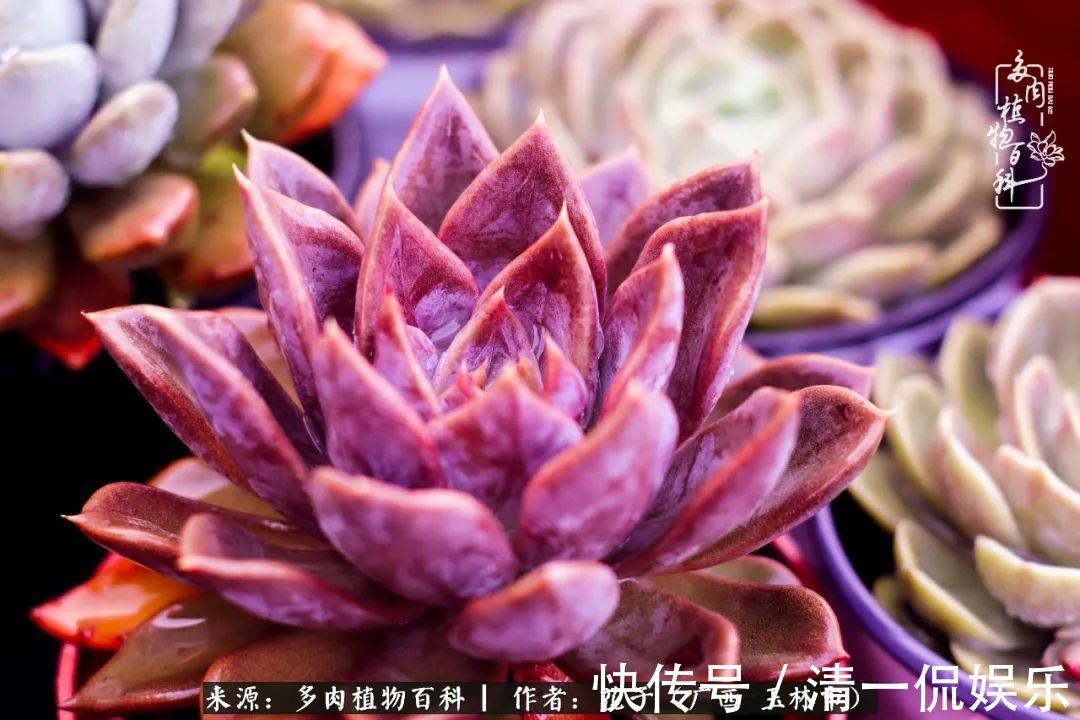 为了爱情|为了爱情来到陌生城市,偶遇多肉,地老天荒的爱恋!