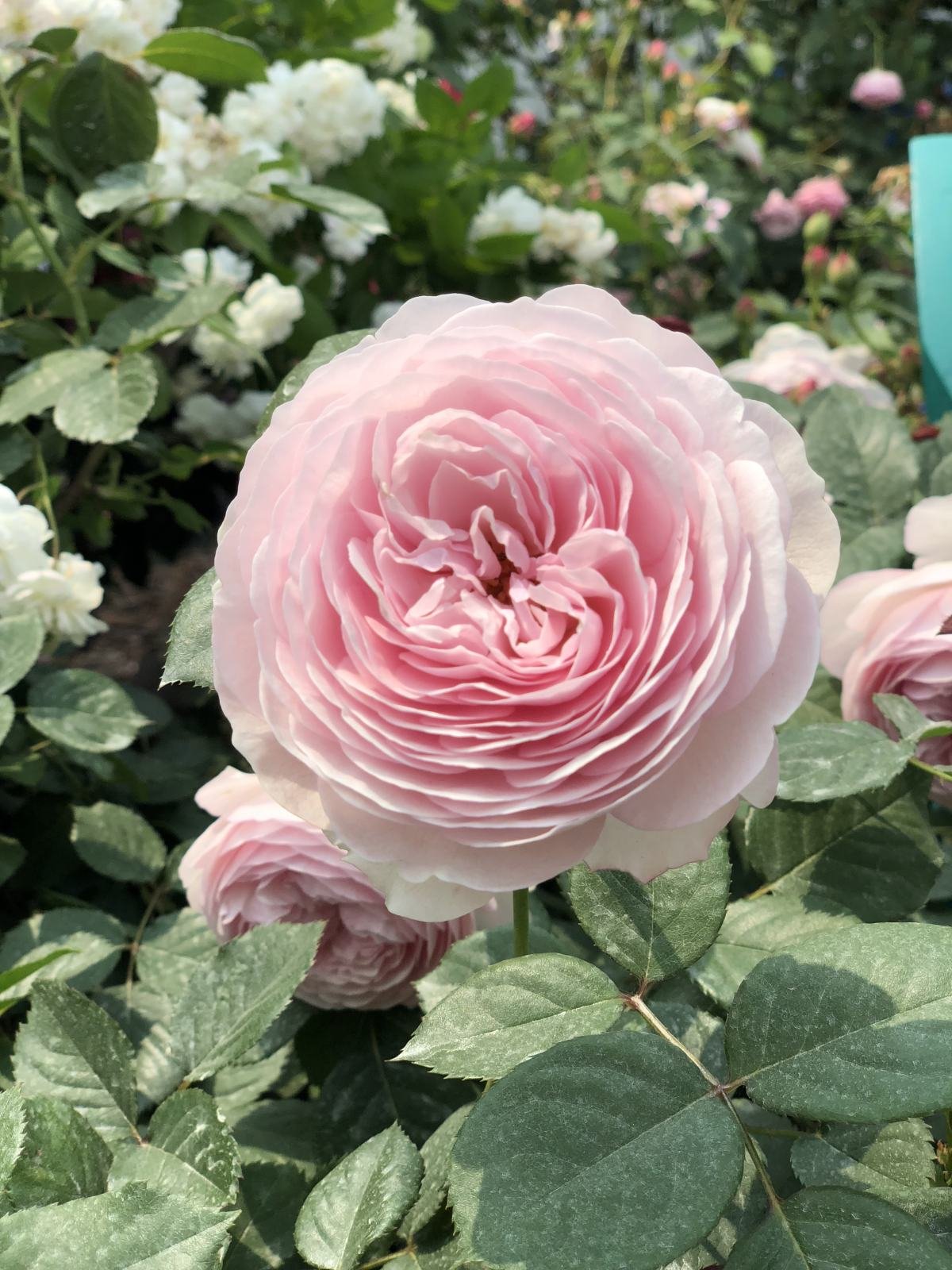 冬天养花，千万别不舍得摘心，摘完才能平安过冬