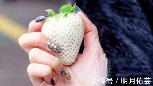 引路人|4岁儿子想吃草莓,孩妈只买一个被摊主嘲讽,霸气反怼引路人称赞