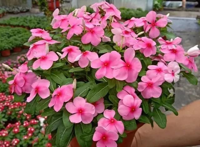 春季养护|三月初,这“四朵花”任意养长,枝叶绿,花开,一年到头都在开花