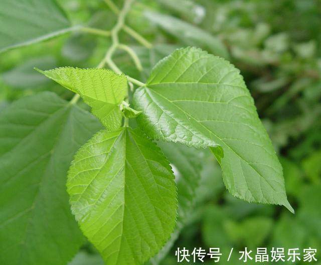 风热感冒|桑叶泡水喝的7大功效,教你4种搭配方式,一周身体变超棒!
