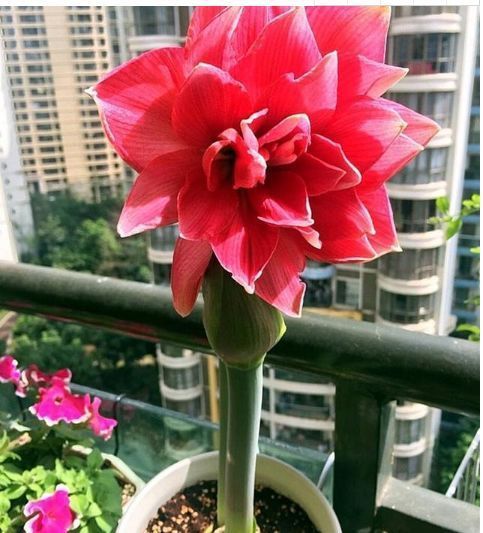 养花肥难找这玩意到处都是，捡来做肥料，花草长得枝粗花多