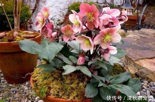 狗牙花|被名字耽误一生的6种花，土里土气，开花却“气度非凡”靓丽入眼