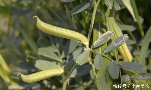  救命|农村常见的一种野豆子，在过去是救命食物，如今非常值钱！