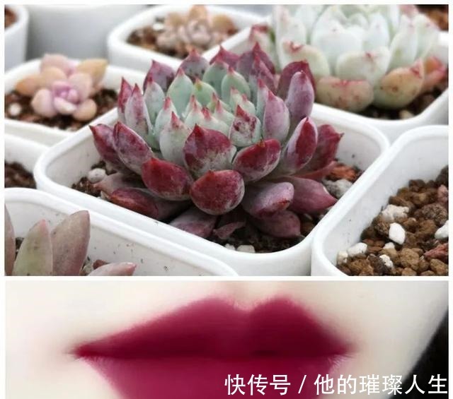 质地|论口红与多肉要不要这么搭!你发现了吗!