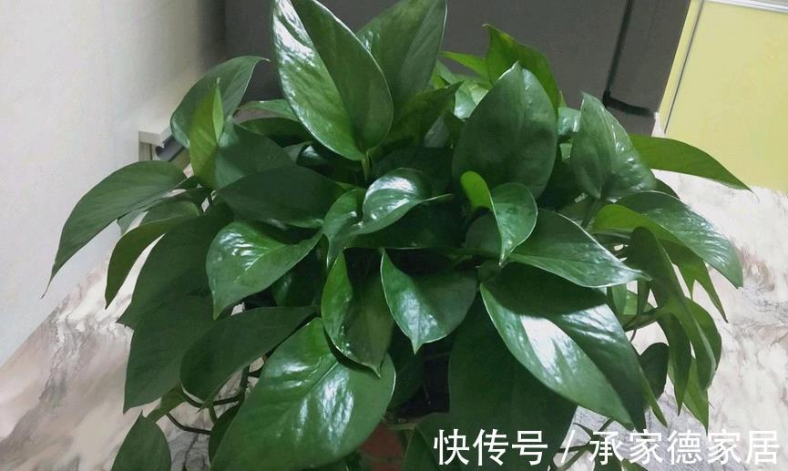 多肉|以这4款植物为例,教你该怎么养根壮根