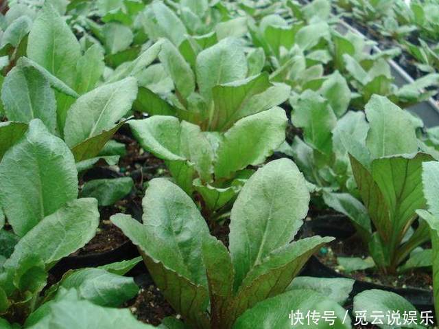 药效|农村这几种野菜，一定要多吃，药效神奇个个是宝，错过又要等一年