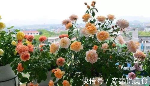 三角梅|3种漂亮花,最爱吃剩饭,每月喂1碗,花量翻一番