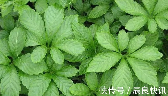 奇效|癌症最怕的3种野菜，营养健康，预防癌症有奇效，大家不妨了解下