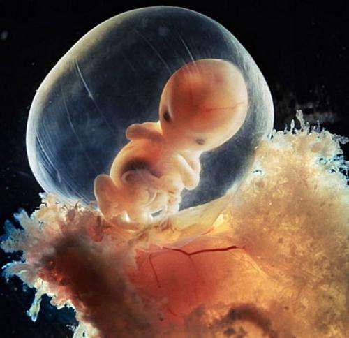 3d展示胎儿发育全过程,每周都有新变化,感动