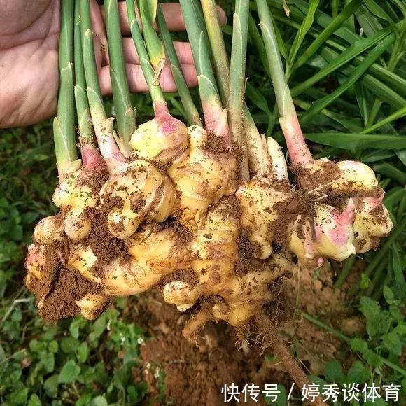 生姜切1刀丢盆里，7天发芽，半年变成“1桶姜”！
