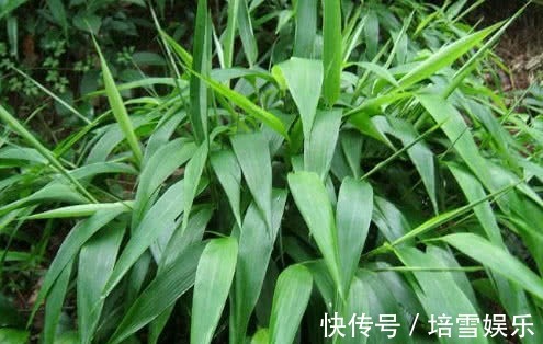 高血脂|查出高血脂还担心每天吃点此物,清理血管,血脂乖乖降下来