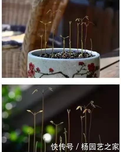 发芽的胡萝卜,吃剩的水果核都别扔,一周让家里长满绿植