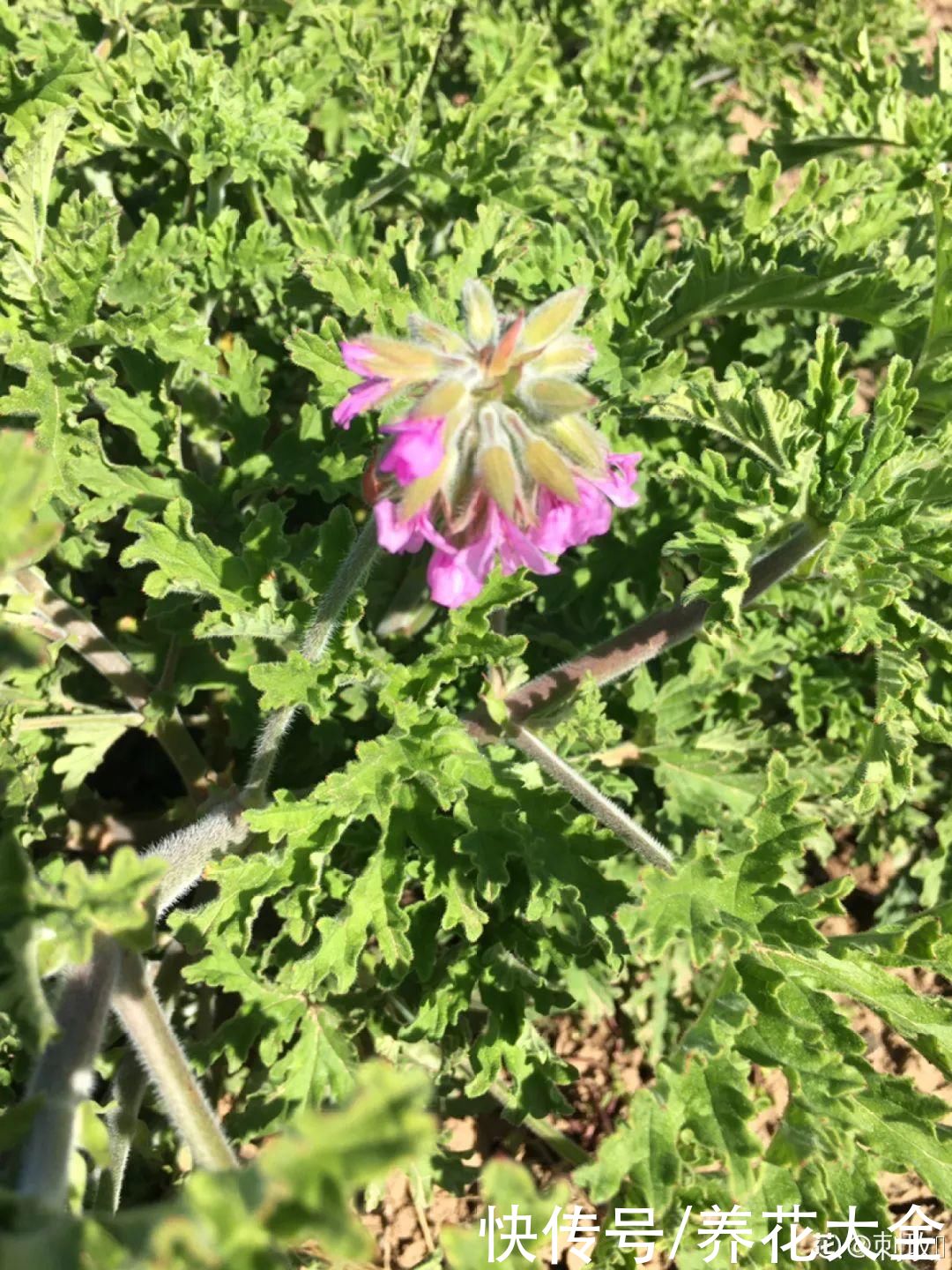 24种花，净化空气最厉害，绿萝竟然倒数