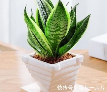 卧室养三种花,叶片绿,开花艳,空气清新,睡眠质量高