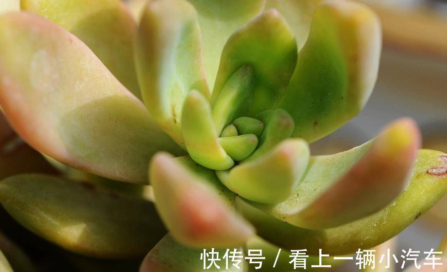 养多肉植物潮土上盆详细步骤，多肉植物艰难时期开始了