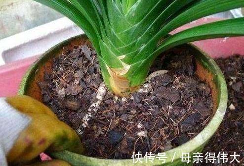 君子兰僵苗,黄叶多,别着急,教您学2招,长势猛,开花旺