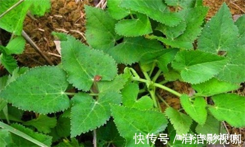 子宫|秋天养生,女性不妨多吃3种食物,排毒养颜,预防子宫早衰