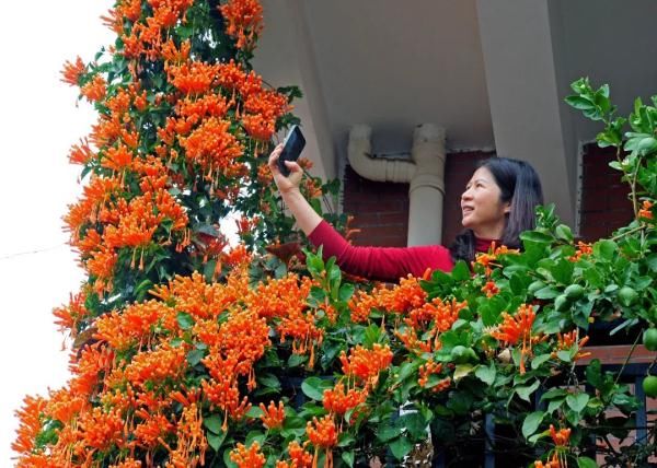 串串|真的太太太惊艳了！广州一居民楼上挂了“花瀑布”，超应节！