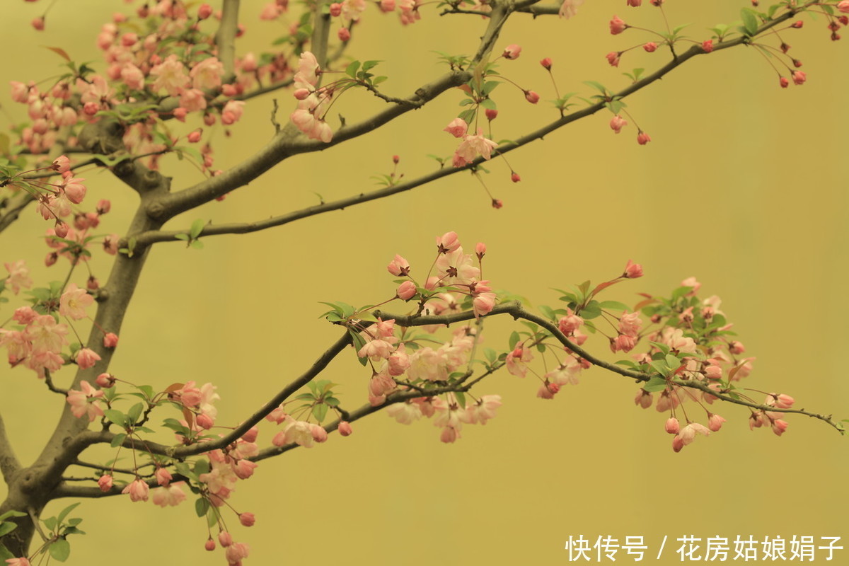 火红的贴梗海棠,种植养护好简单,不用费心管理,开花还多