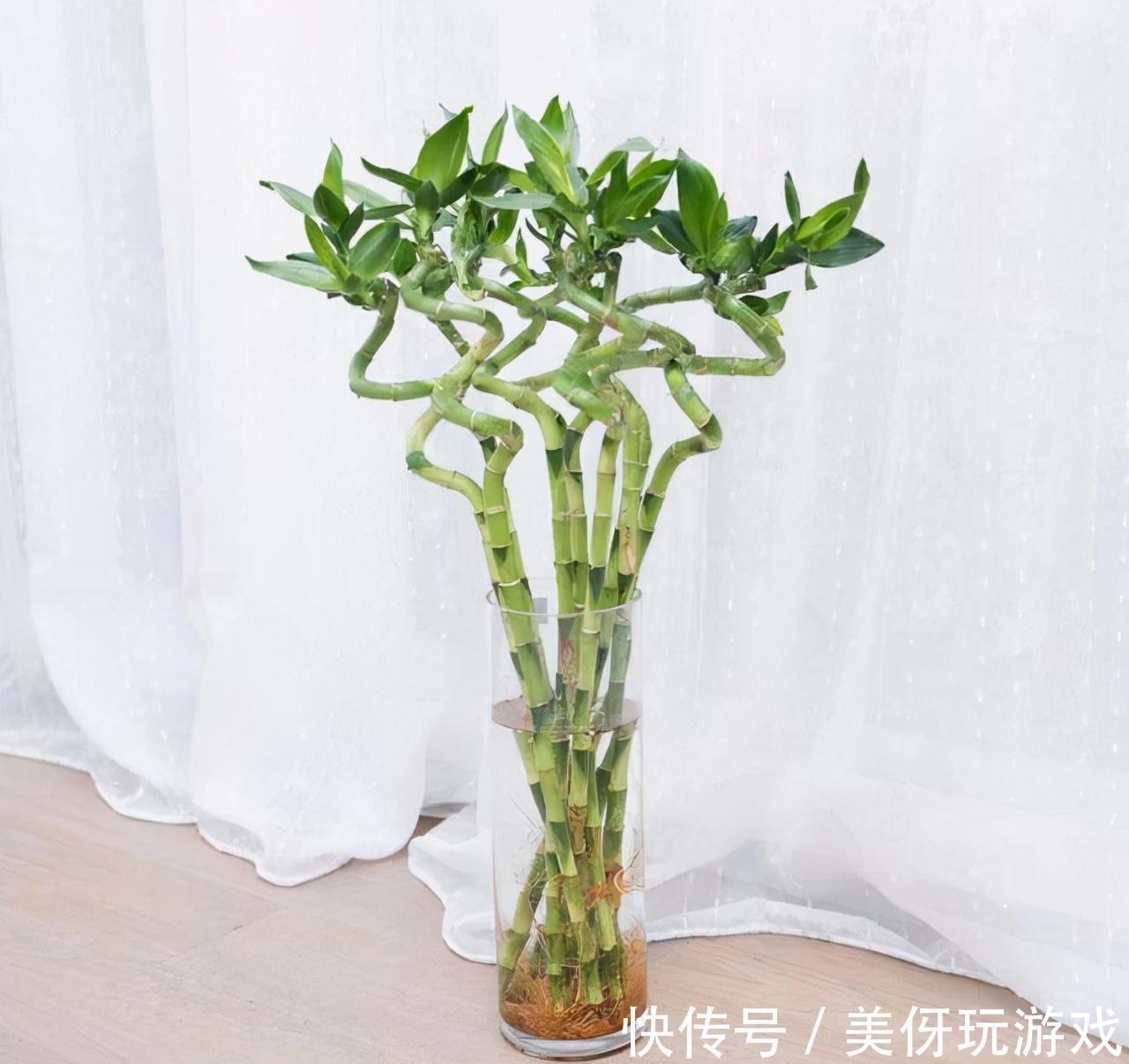 没有院子养不了竹子?错,这几种竹子养在室内,比花好看多了