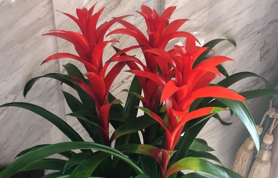 叶子|靠养花愉悦自己，盆栽这3款试试，寓意好，漂亮又实用