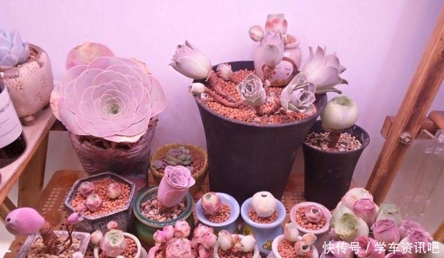 1种多肉“玫瑰”,做成“手捧花”高颜值,养成老桩更加漂亮!