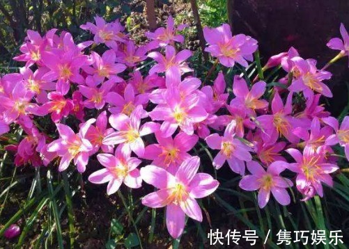 5种适合懒人养的盆栽,一月不管也能活,花开好养还爆满,美翻了