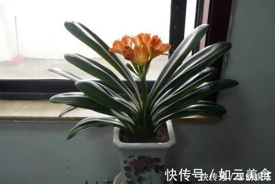 想要养花不换盆浇水时加点“它”,10年盆土也不会板结,很好