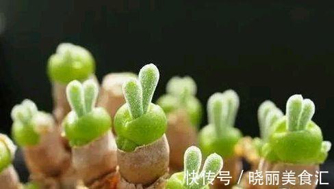 呆萌多肉植物小盆栽,看看你认识几个生活充满小情趣