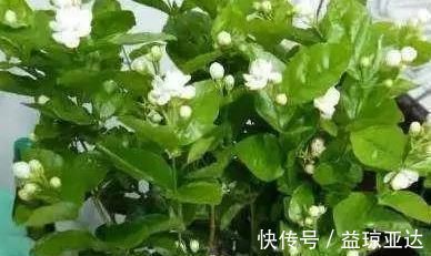 茉莉花|养护茉莉花爆满盆有诀窍，养花高手都这样做，轻松开花长达一年