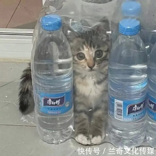 平台|“各大平台的网友都有哪些病？”哈哈哈哈哈看到最后笑吐了！