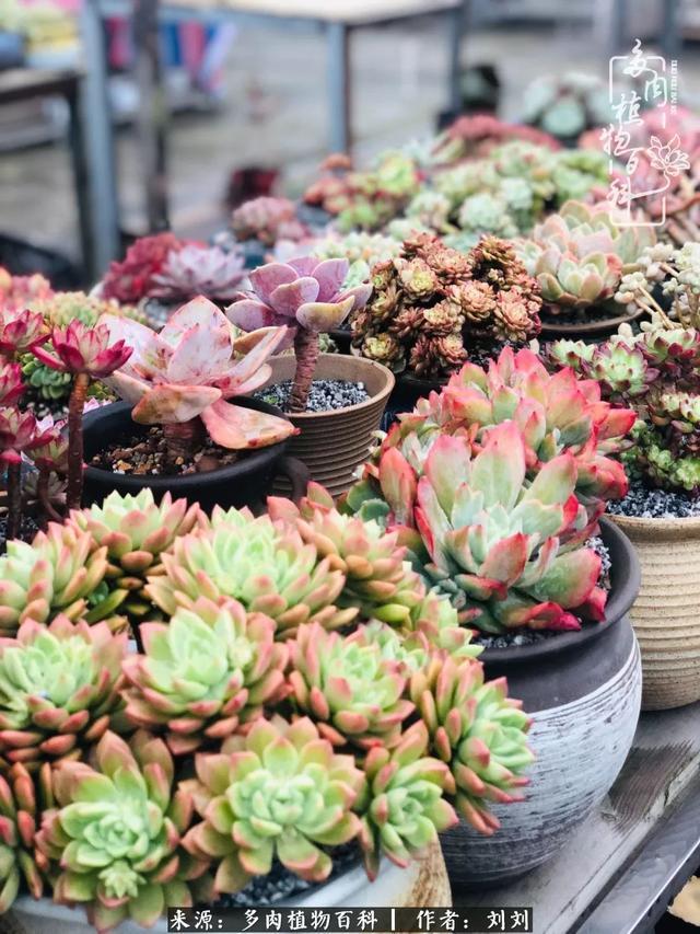 爱多肉,爱生活,我们是一群快乐的养肉人!