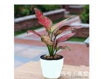 栽植|花叶如意的栽植和养护方法,你学会了吗