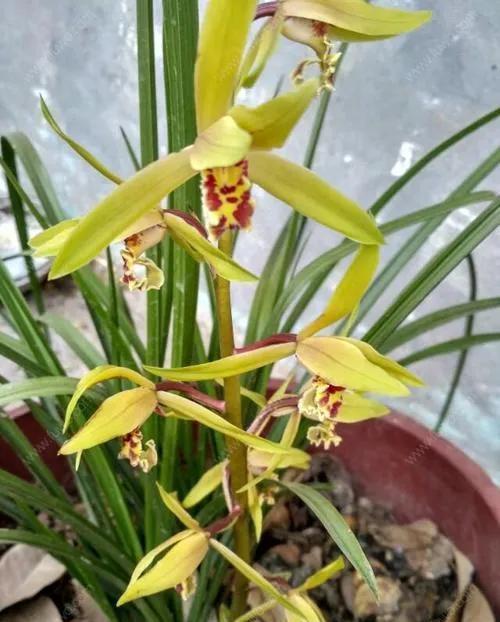 兰花要复壮，营养要跟上，怎样给兰花增加营养？