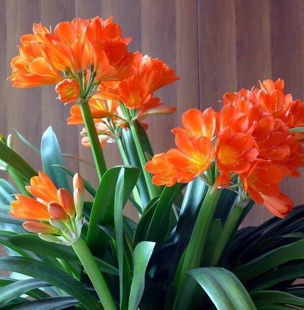 叶子长|给君子兰盆里,丢一点这个,叶子又绿又亮,一年开花两次