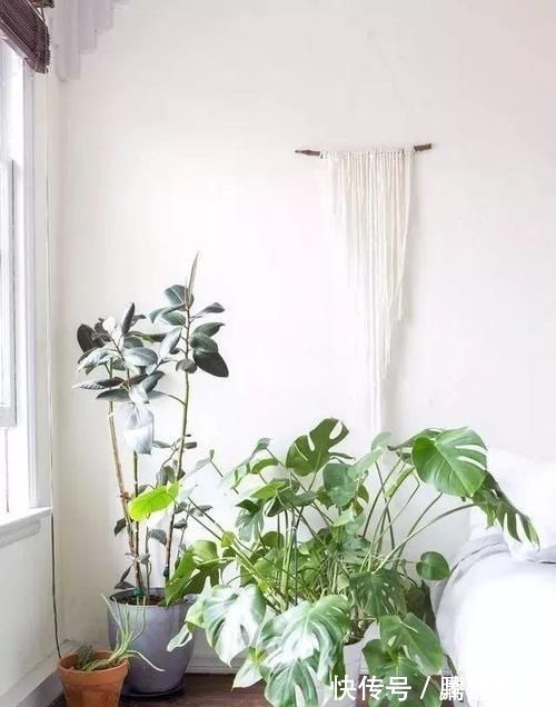室内|17种适合生长在弱光处的室内植物,可以摆放在家里的任何角落