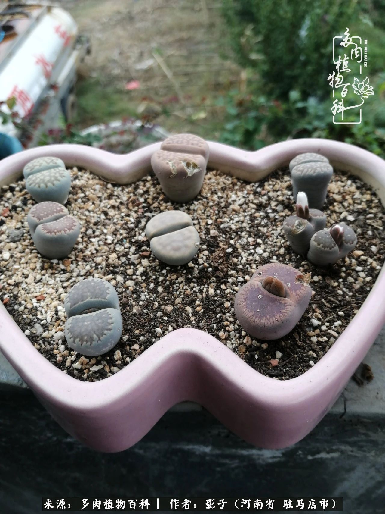 阳台上|被风雨洗礼的多肉越来越漂亮了,忍不住又往坑里跳!