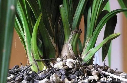 杜鹃|花盆太深真要命，长寿君子兰养1盆死1盆，赶紧换！