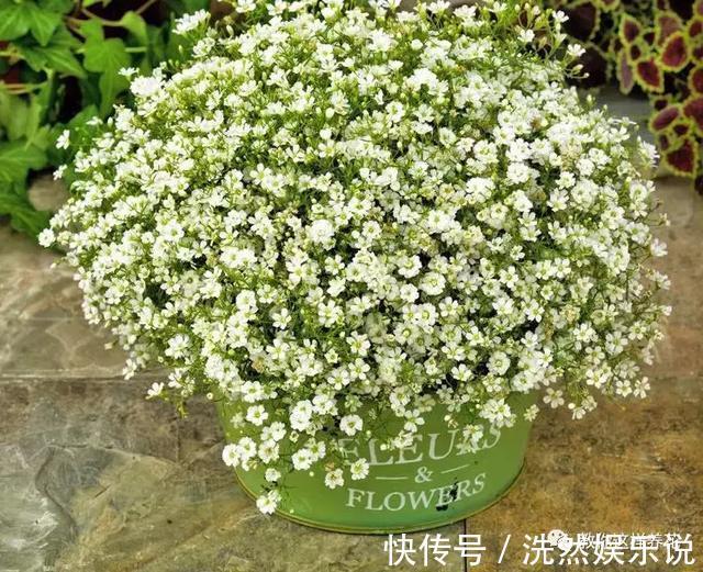 孕蕾|5种花爱晒太阳,越晒花越多,很快就能爆盆!