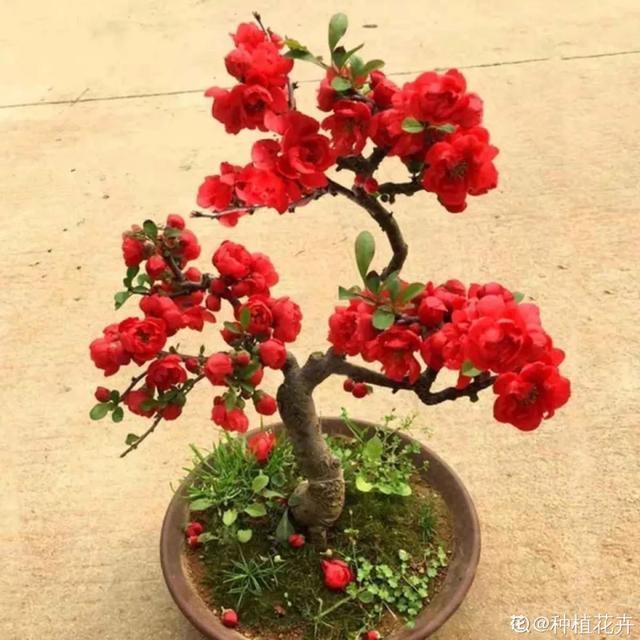 盆景家里养盆松,代代出富翁,镇宅守家福气旺